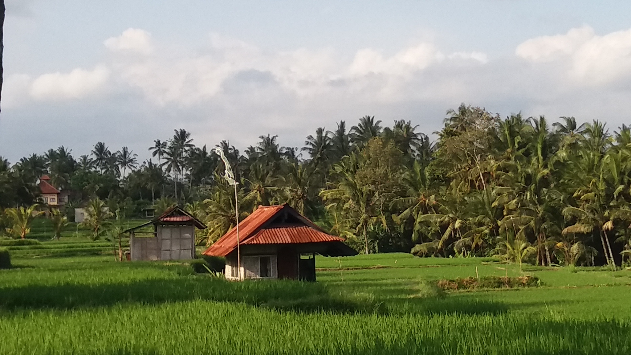 ubud rice fields